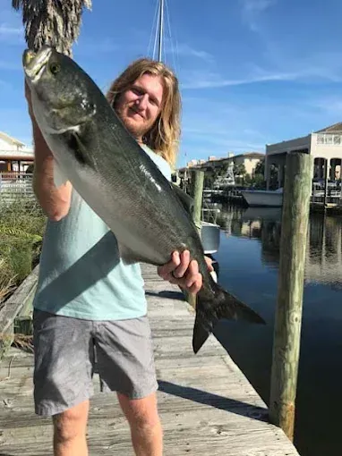Person holding a large fish on a wooden dock by the water under a blue sky