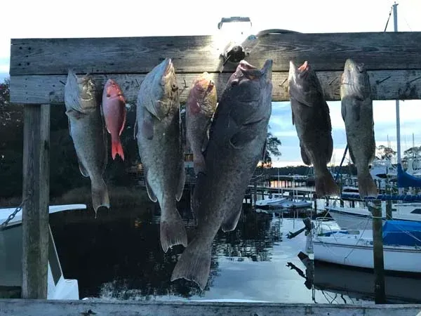 Fish hanging on a wooden rack at a marina, with boats and water in the background.