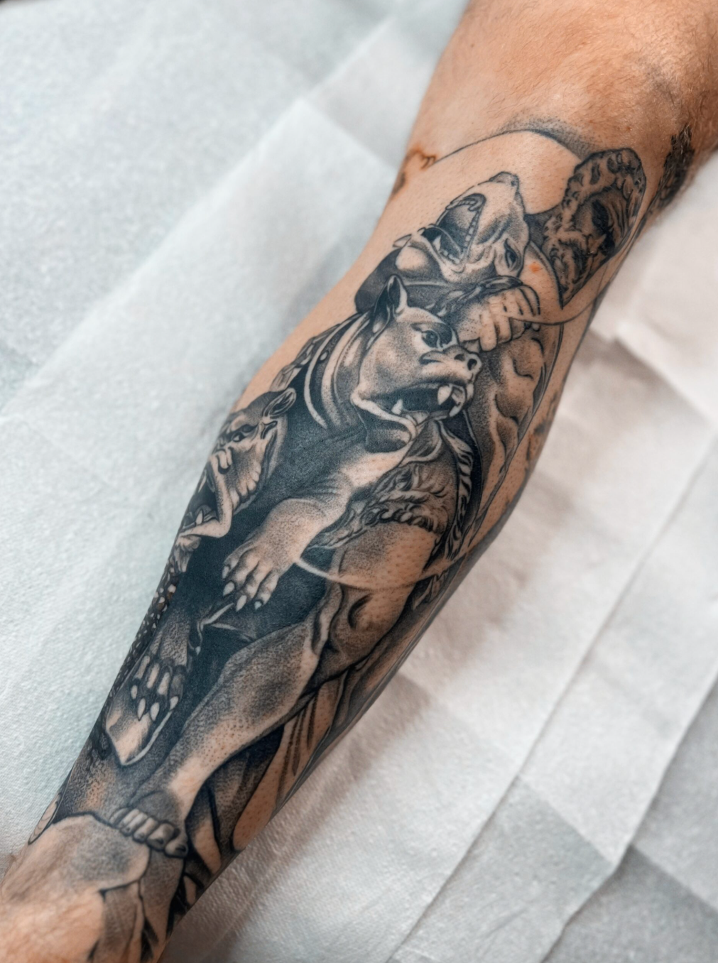 Black-and-gray tattoo of a wolf on a person’s forearm, shown close up against white fabric