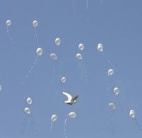 White bird flying among white balloons against a clear blue sky