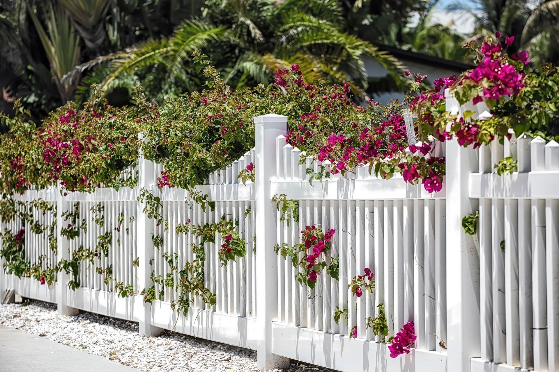 White picket fence covered in pink bougainvillea beside a tropical garden with palm trees