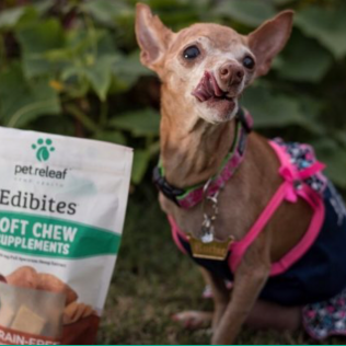 Small dog licking its lips, next to a bag of dog treats in a natural setting.