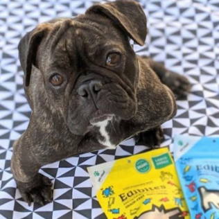 Brindle bulldog with treats on a black and white diamond pattern.