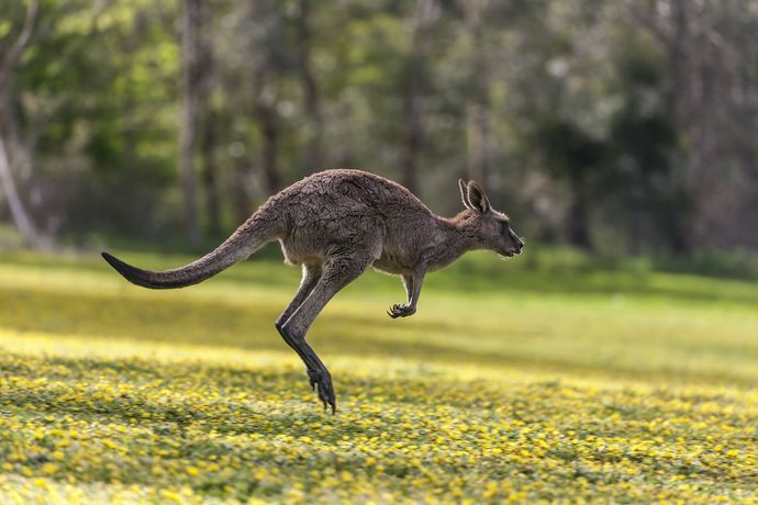 canguro