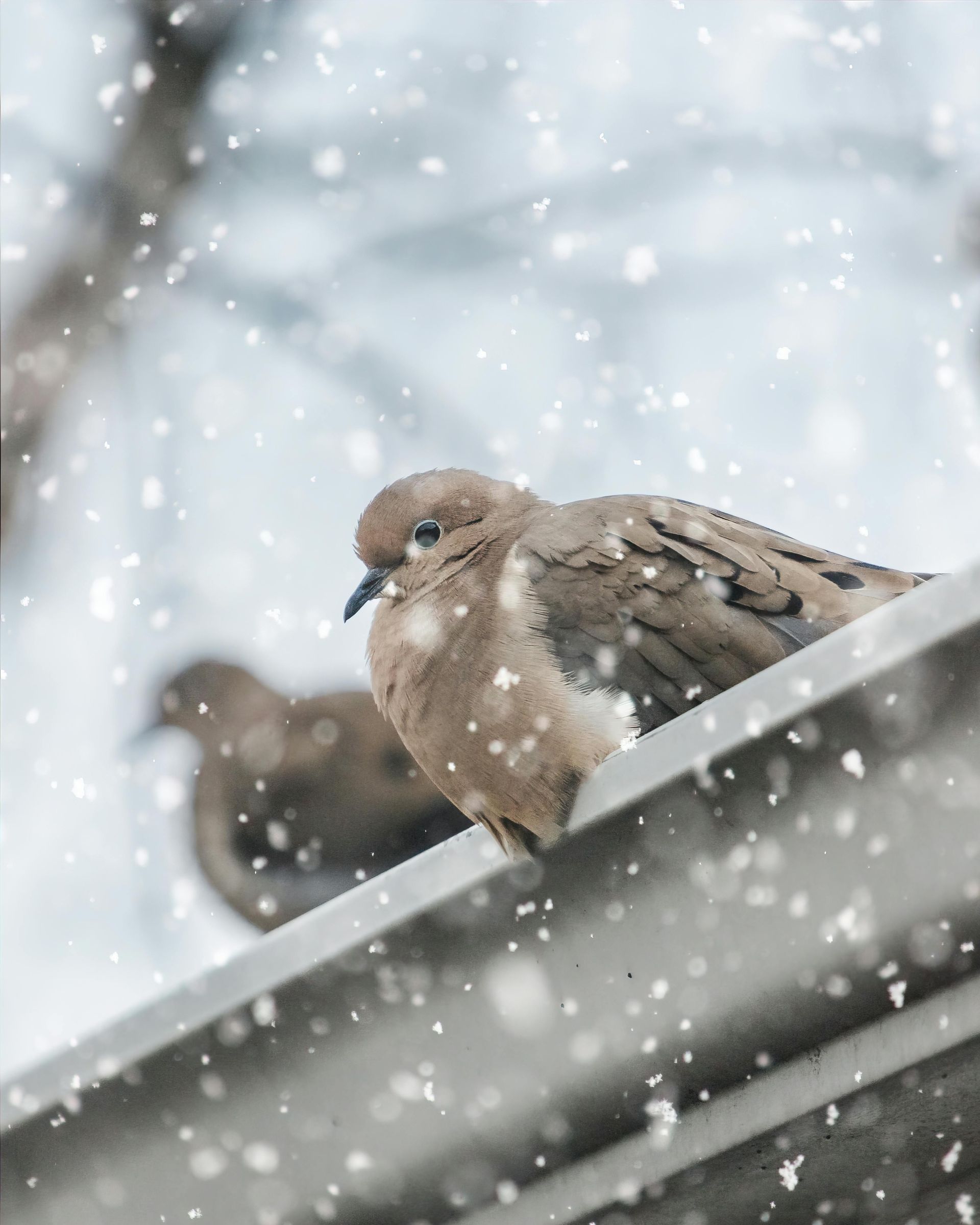 Gutter replacement signs - home exterior showing weather-worn gutters in snow