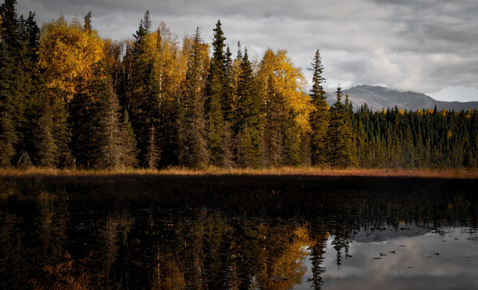 A lake surrounded by trees on a cloudy day