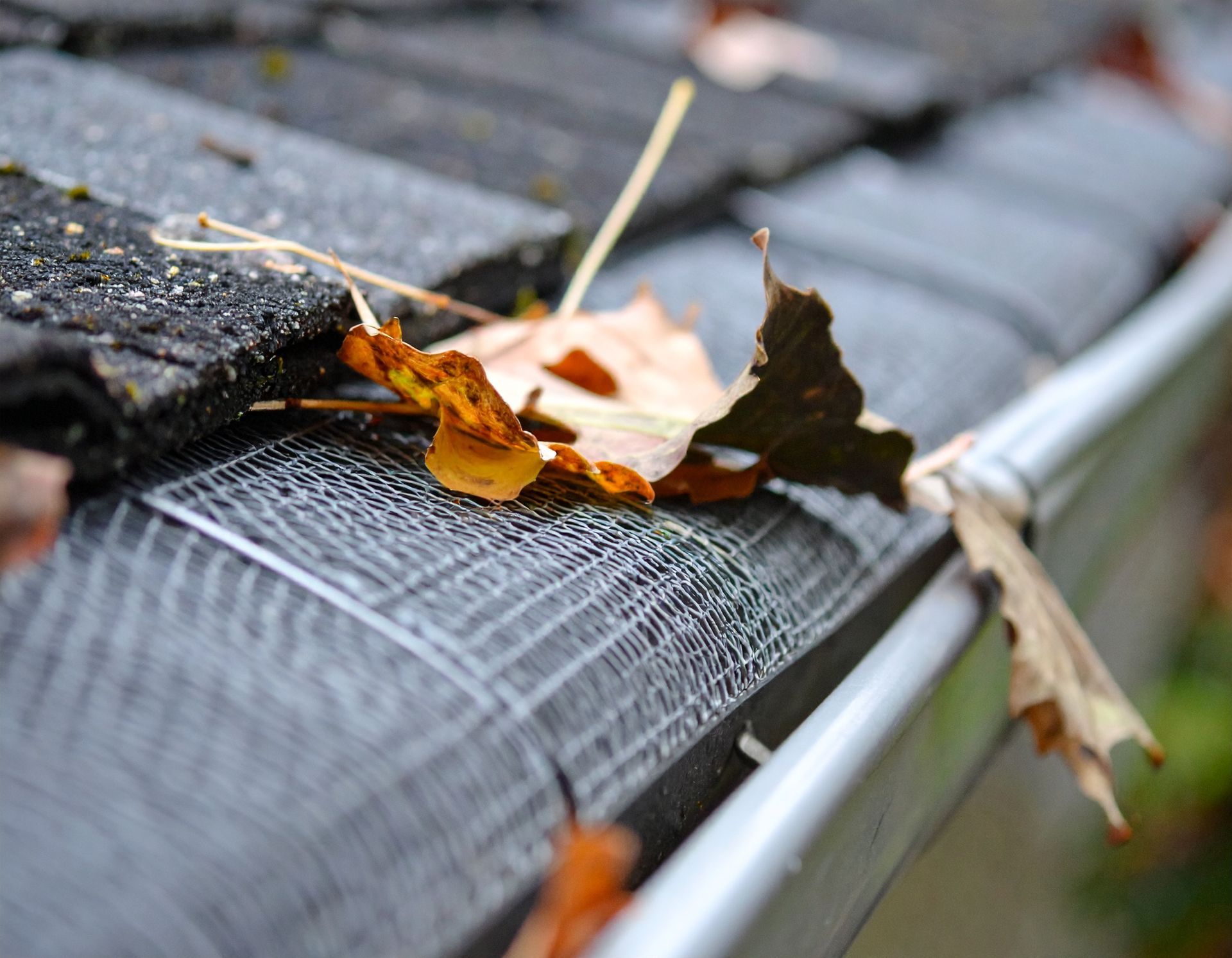 Leaves caught in a gutter guard along a roof edge