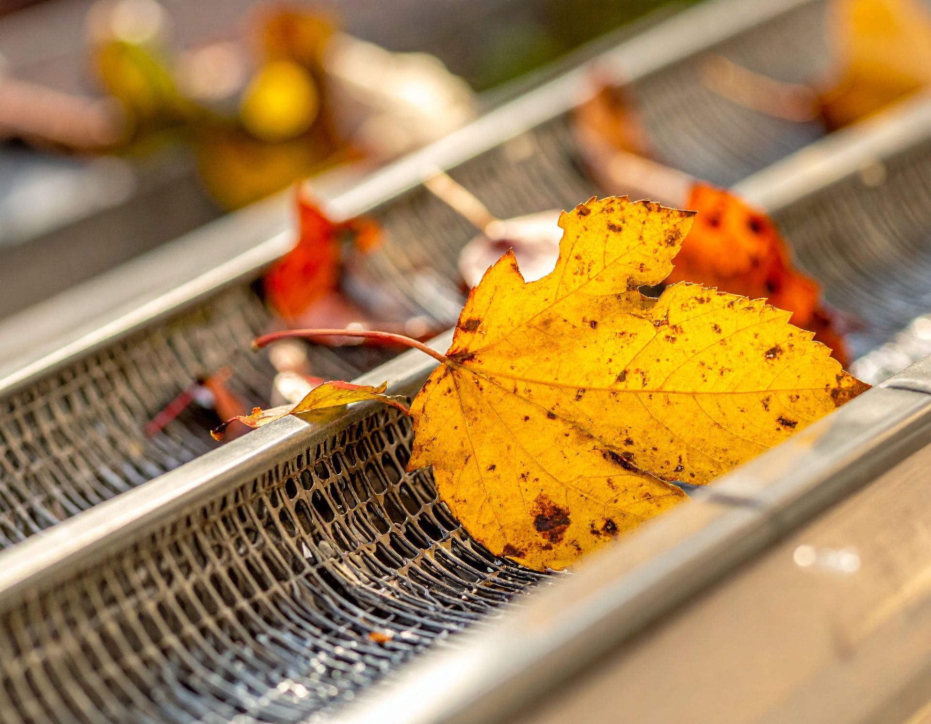 Yellow autumn leaf caught in a gutter drain, with blurred leaves and debris in the background