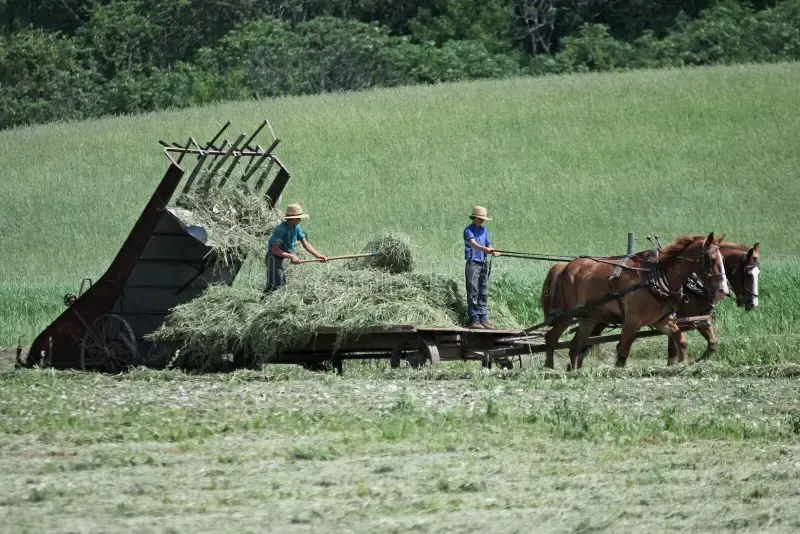 Amish Harvest