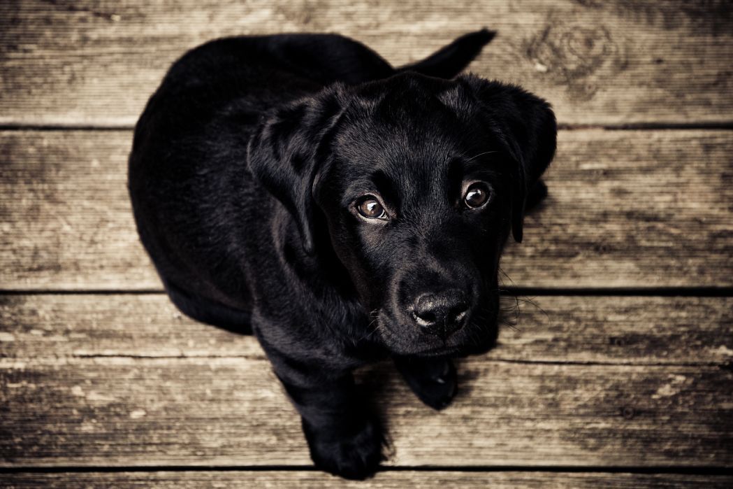 Black puppy sitting on weathered wooden planks, looking up at the camera with wide eyes