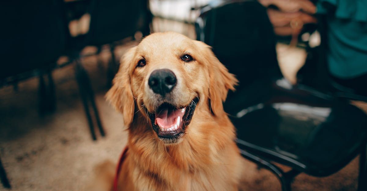 A golden retriever dog is sitting in a chair and smiling at the camera.