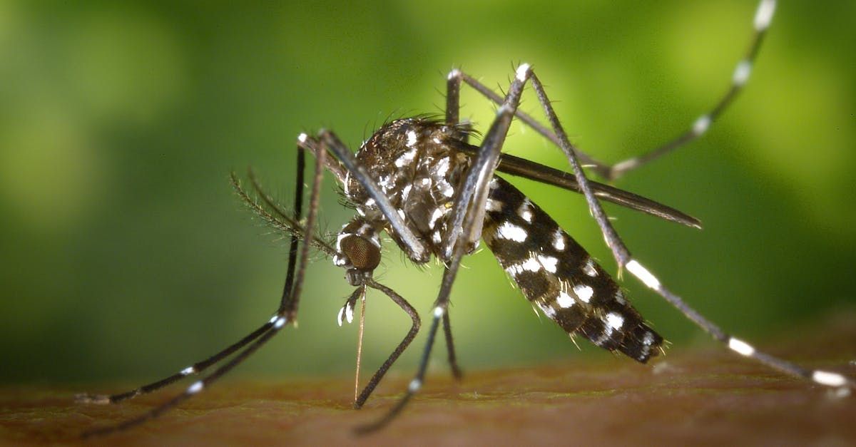 A mosquito is sitting on a piece of wood.