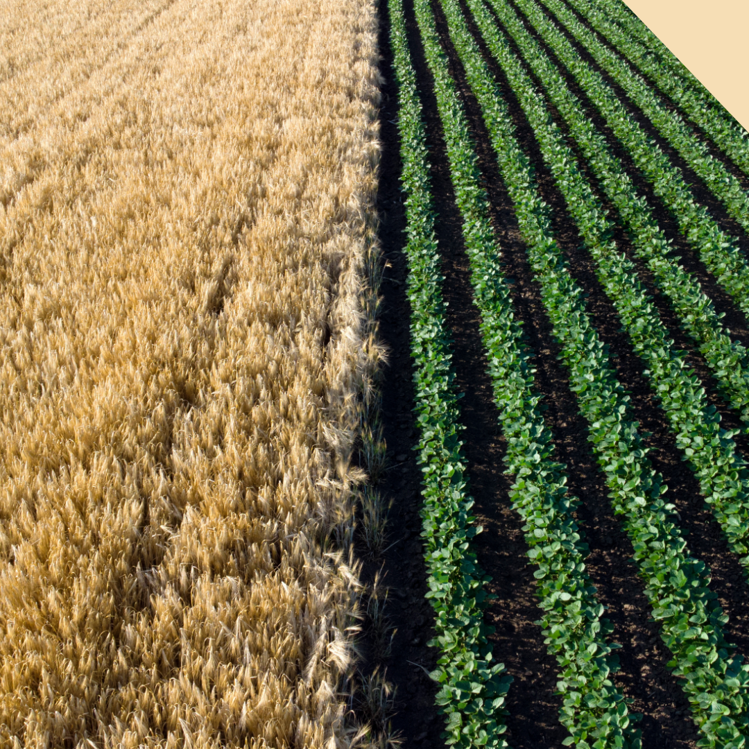 Side-by-side view of a wheat field (brown) and a rowed green crop field.