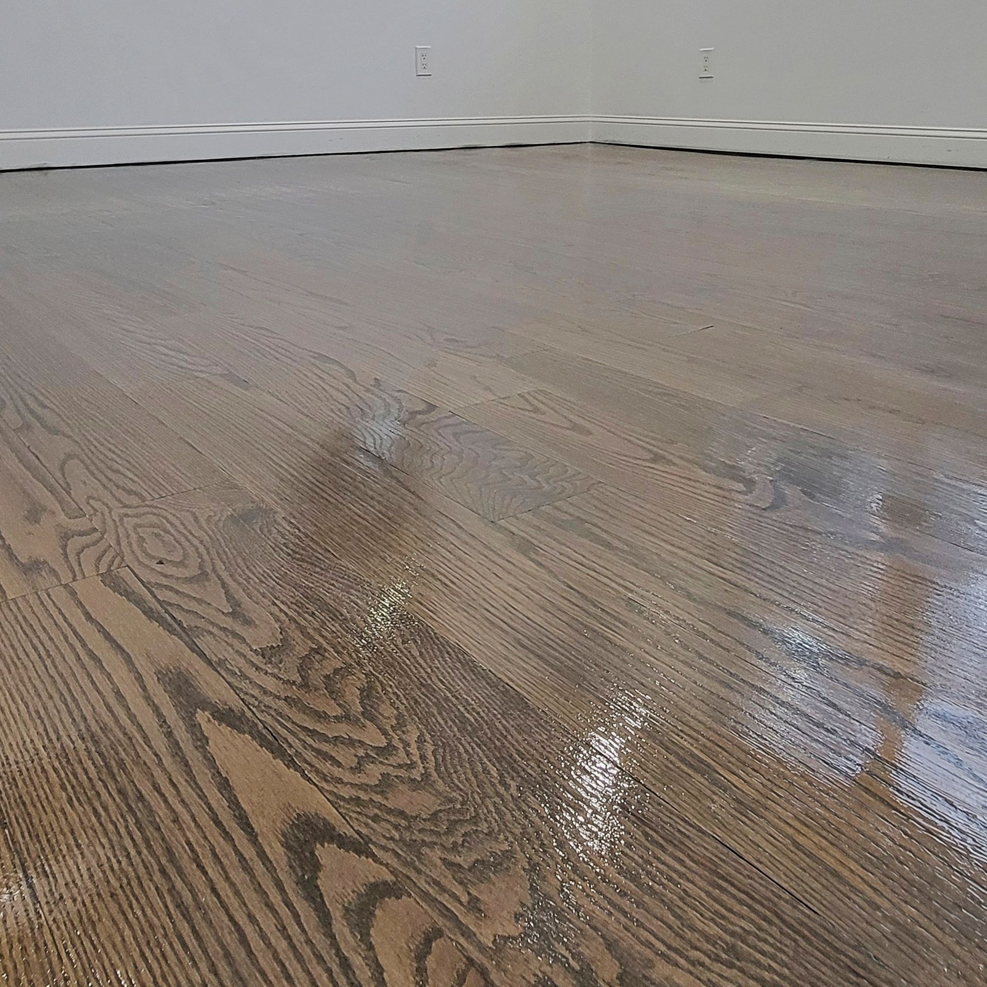 A close-up view of freshly finished, light brown hardwood flooring with a visible glossy sheen.