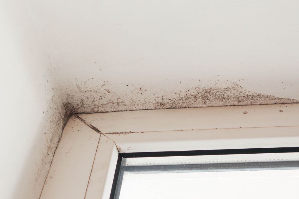 Mold and Dirt Buildup in the Corner Above a Window Frame — Port O' Call Cleaning In Cannon Valley, QLD