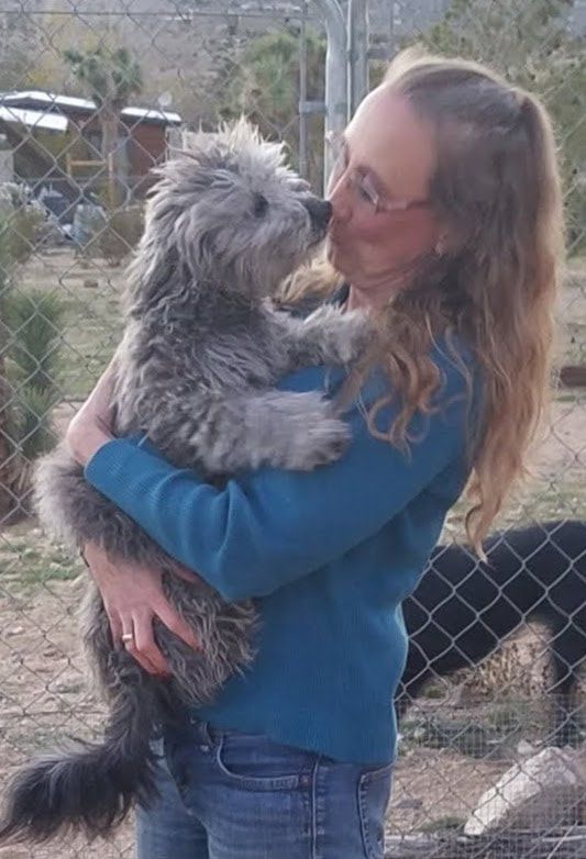 JT pet resort visitors