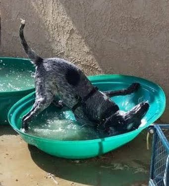 dog play