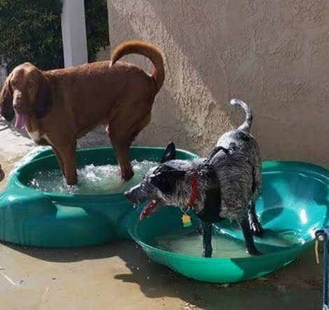 dog play