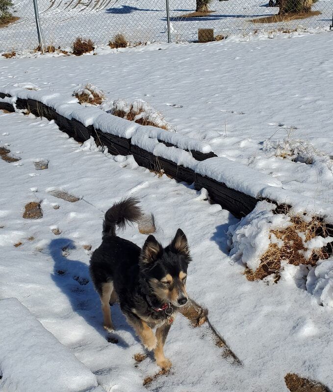 dog walk