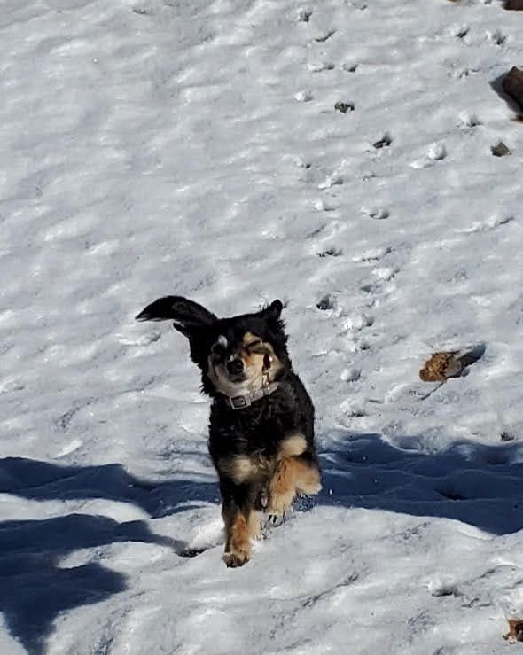 dog happy run