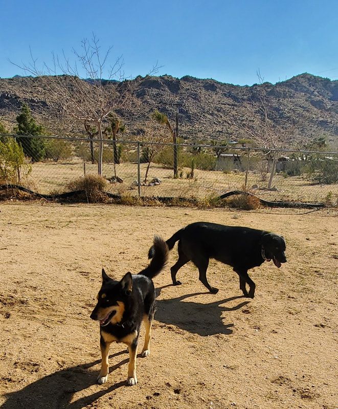 Two dogs are walking in a dirt field with mountains in the background