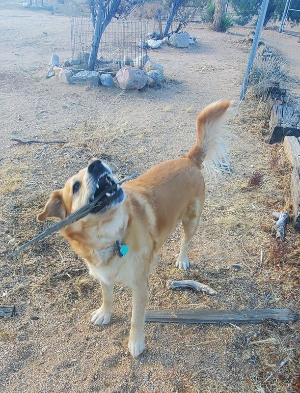 A dog is standing in the dirt with a stick in its mouth.