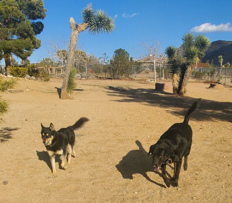 Two dogs playing in a dirt field with trees in the background