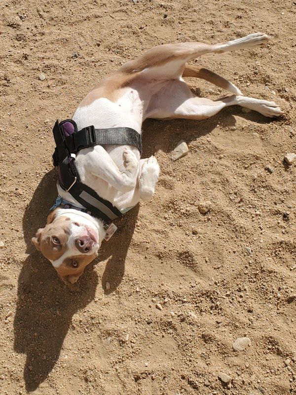 A brown and white dog is laying on its back in the sand.