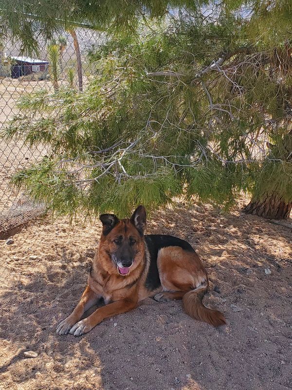 A german shepherd dog is laying under a tree in the dirt.