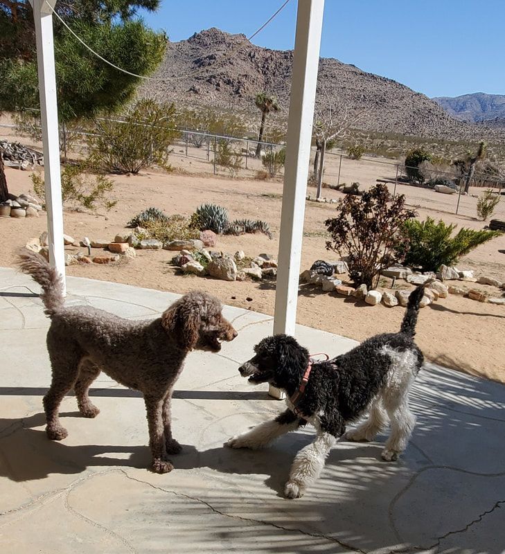 Two dogs standing on a porch with mountains in the background