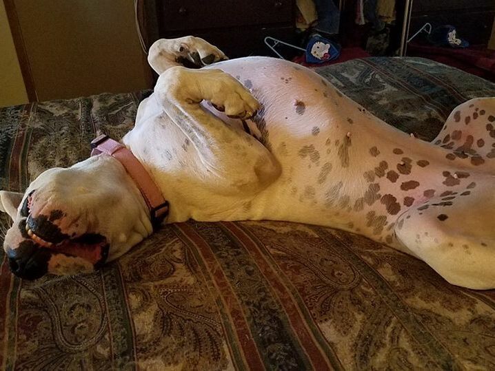 dog happy moment