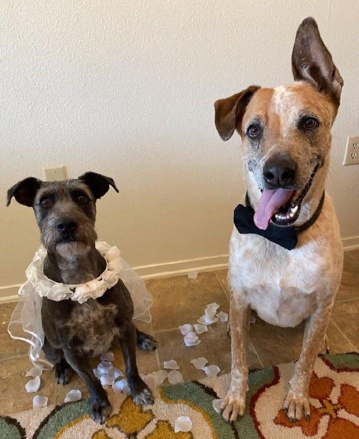 JT pet resort dogs