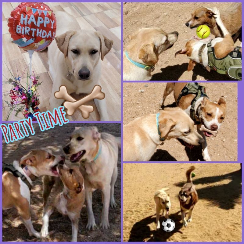 A collage of dogs playing with a happy birthday balloon