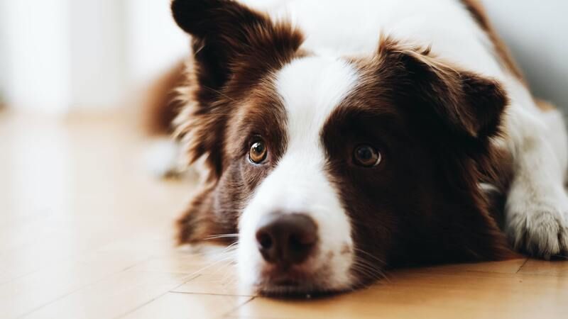 dog looking