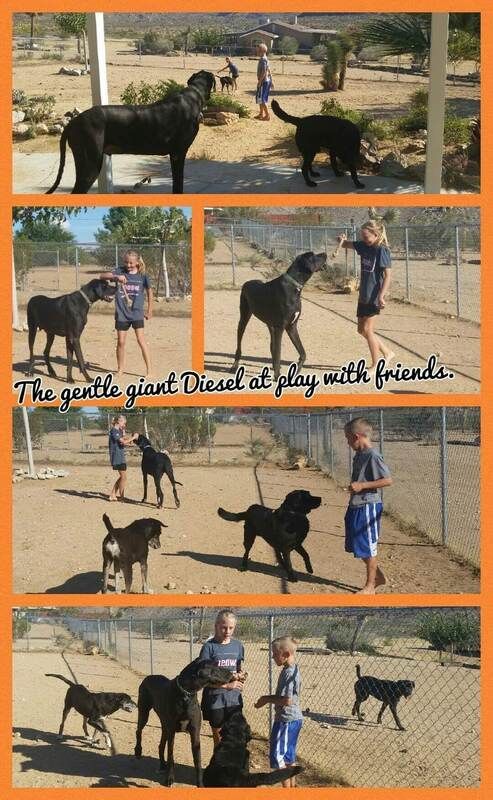 dog traning