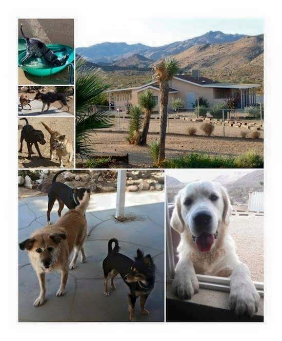 A collage of pictures of dogs and a house