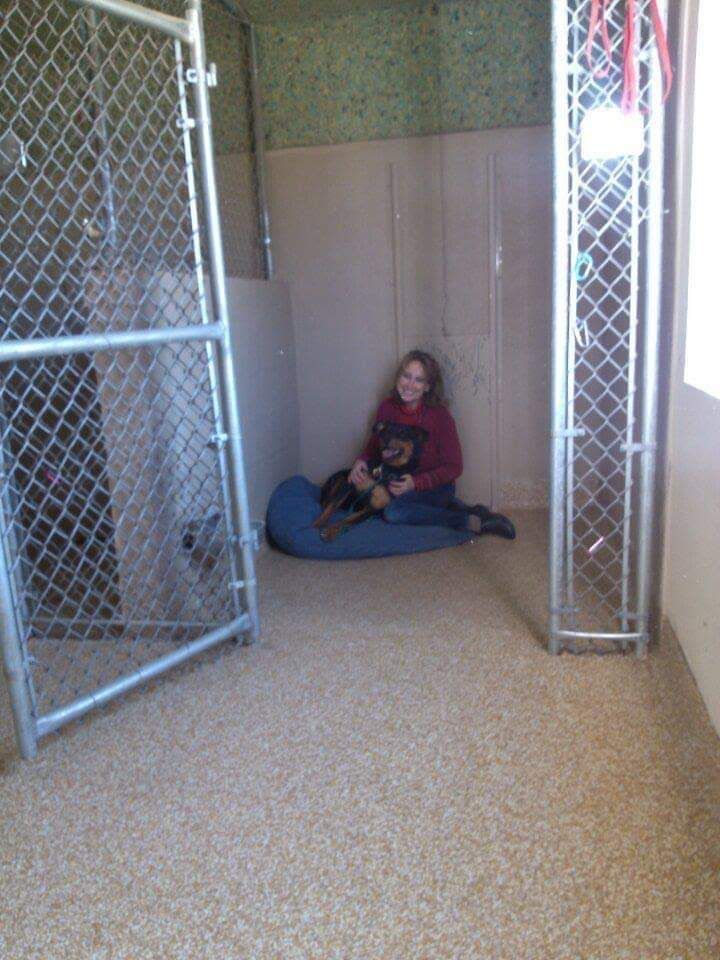 dog sitting