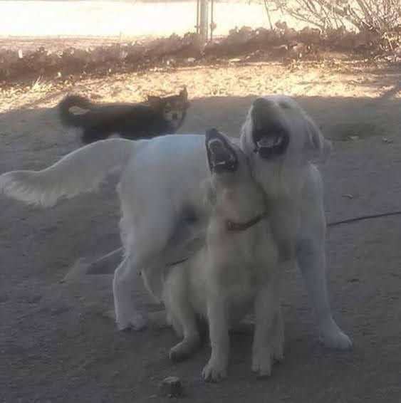 Two white dogs are standing next to each other on a sidewalk.