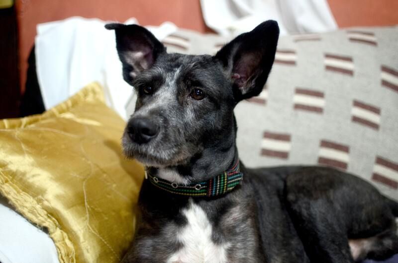 dog looking