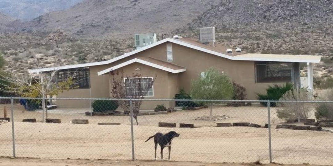 black dog