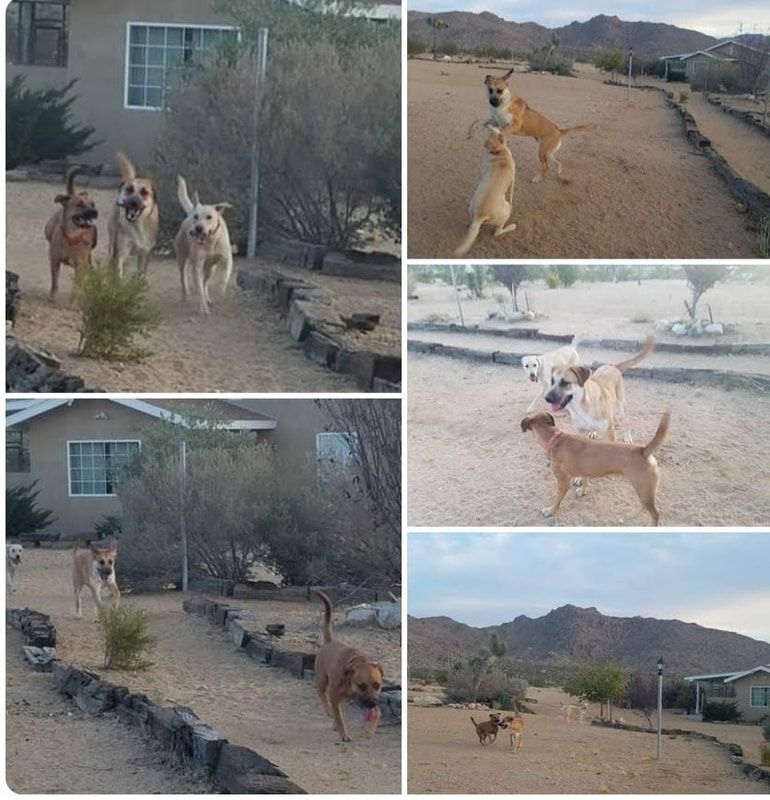 multi dogs
