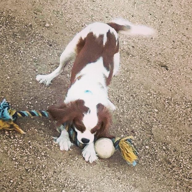 A brown and white dog is playing with a rope toy