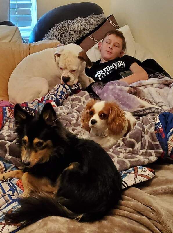 A boy is laying on a bed with three dogs.