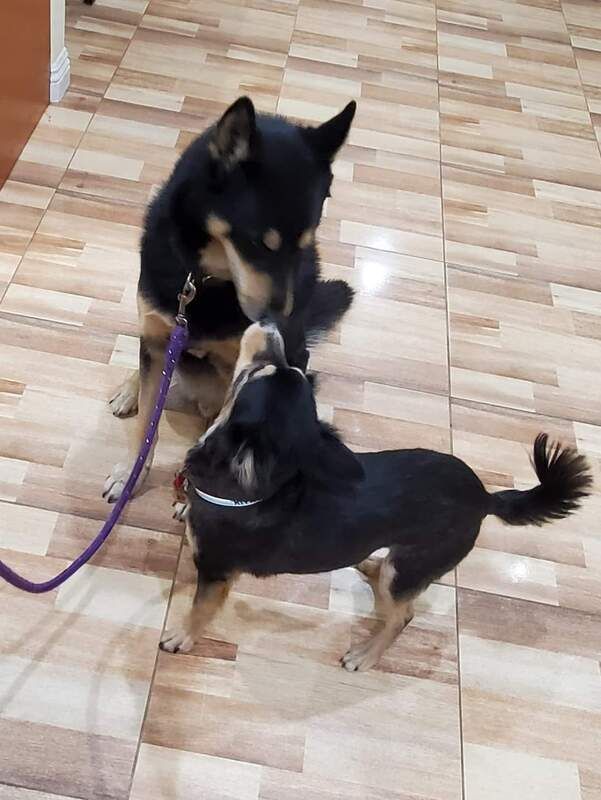 Two dogs are playing with each other on a tiled floor
