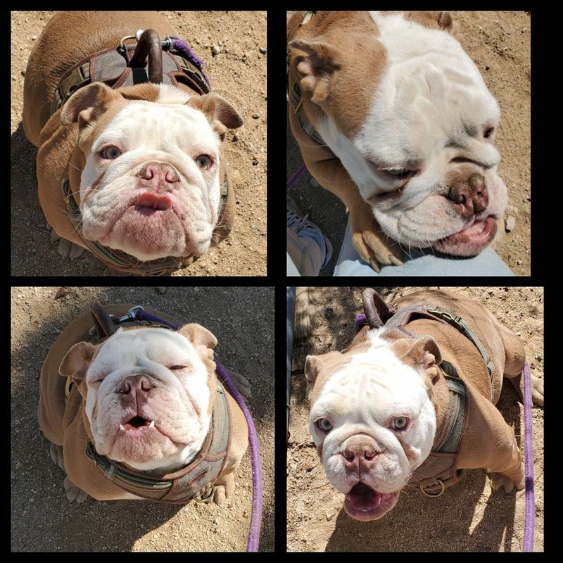Four pictures of a brown and white bulldog on a leash