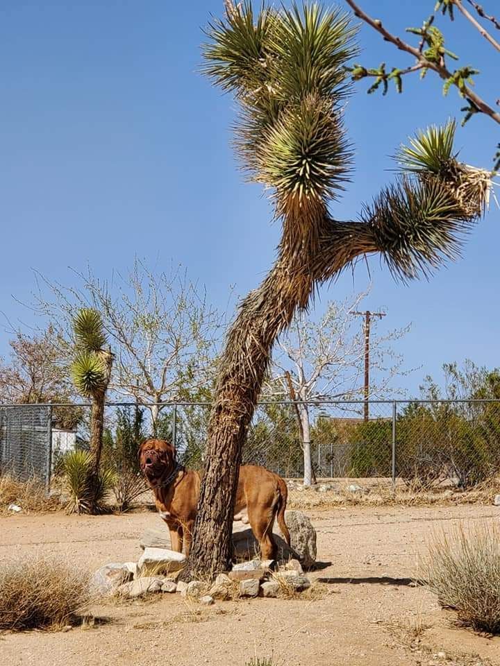 A dog is standing under a tree in the desert.
