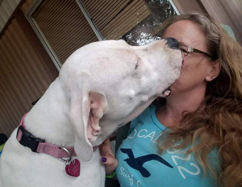 A woman in a hollister shirt is kissing a white dog