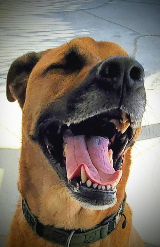 A close up of a brown dog with its mouth open