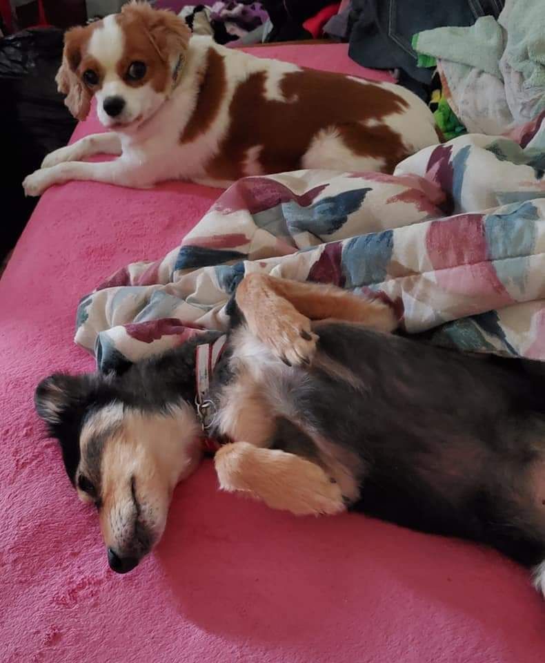 Two dogs are laying on a pink blanket on a bed.