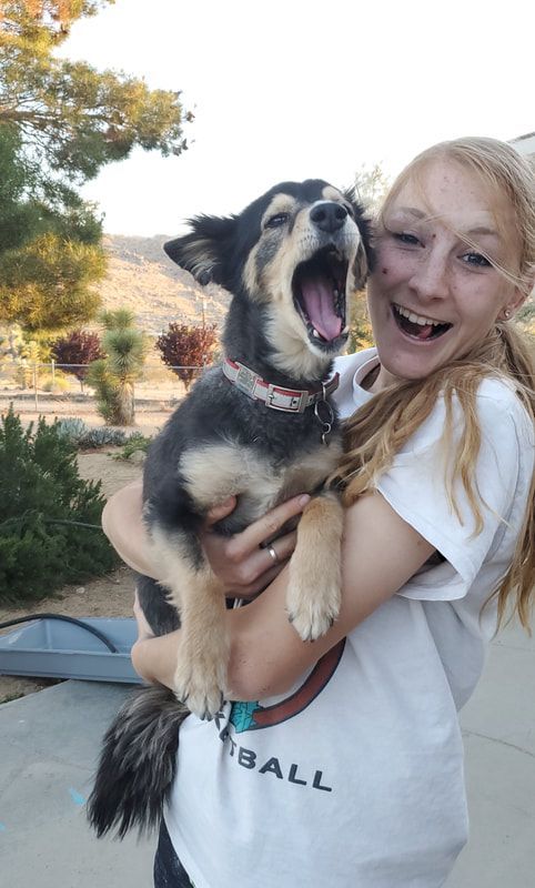 JT pet resort visitors